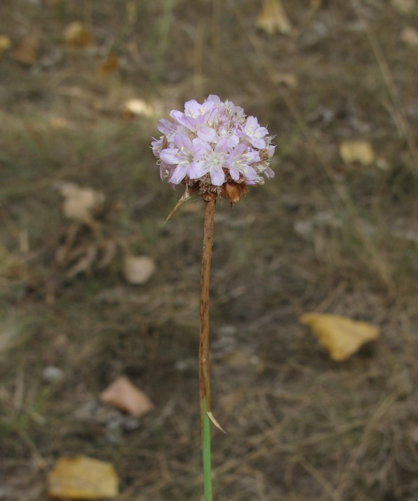 Armeria arenaria