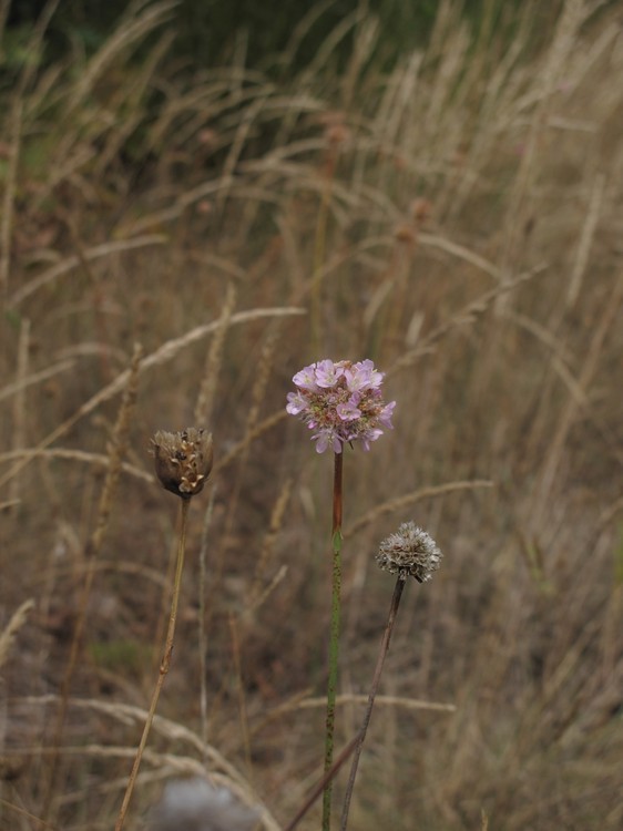 Armeria arenaria