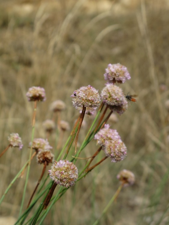 Armeria arenaria