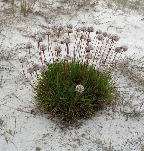 Armeria pungens