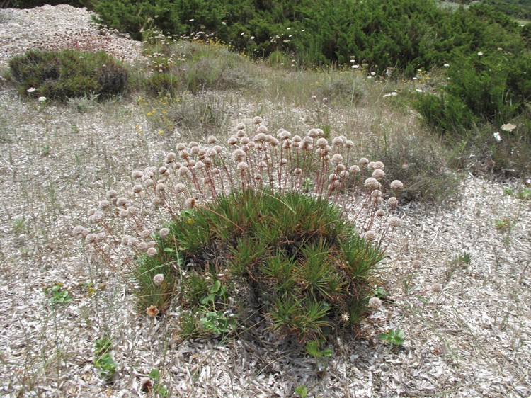 Armeria pungens