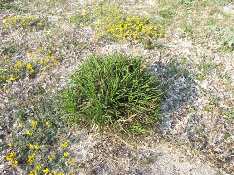 Armeria pungens