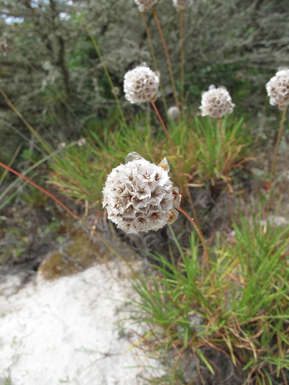 Armeria pungens