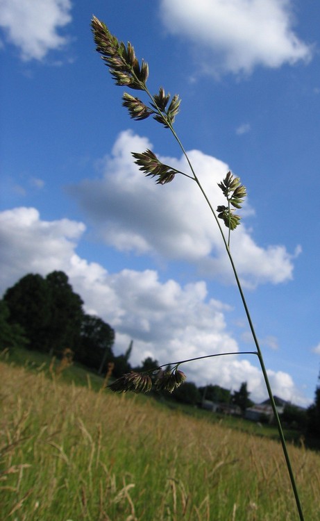 Dactylis glomerata
