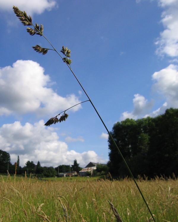 Dactylis glomerata