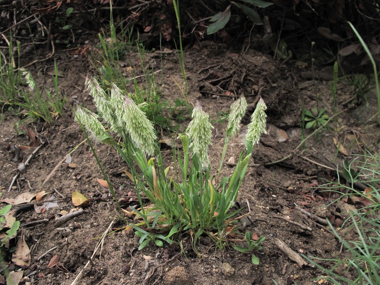 Lamarckia aurea