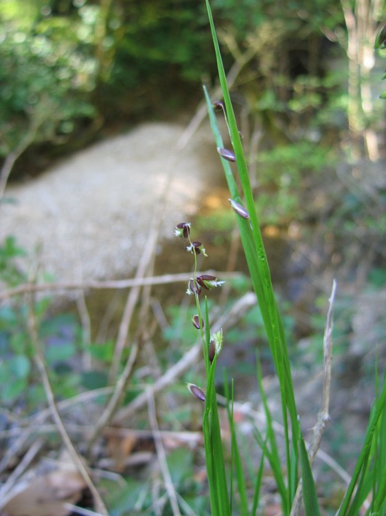 Melica uniflora