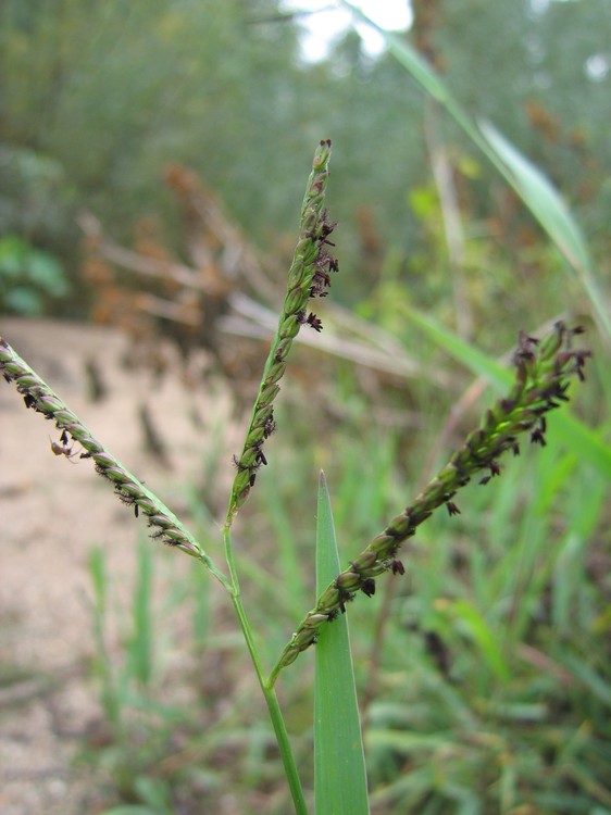 Paspalum distichum