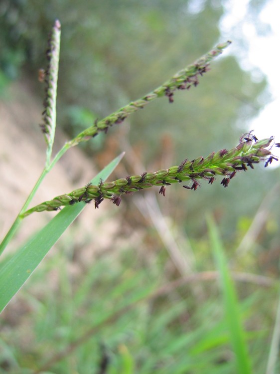 Paspalum distichum