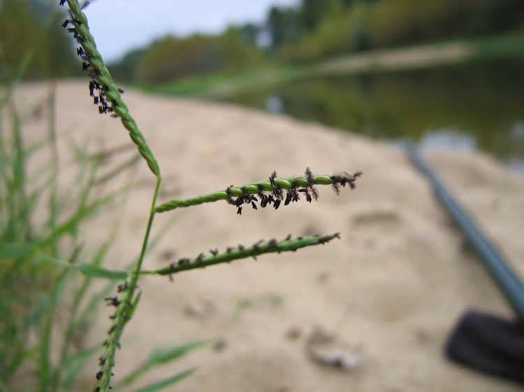Paspalum distichum