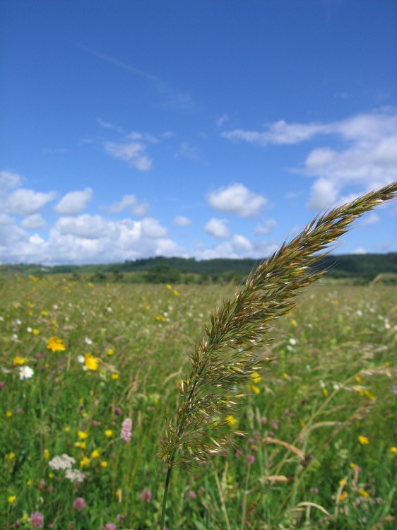Trisetum flavescens