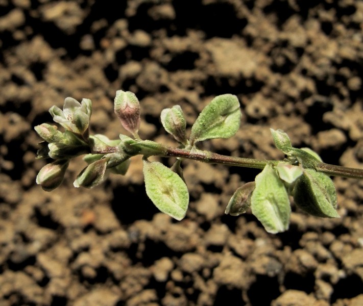 Fallopia convolvulus