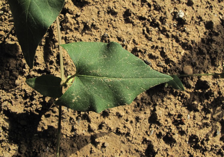 Fallopia convolvulus