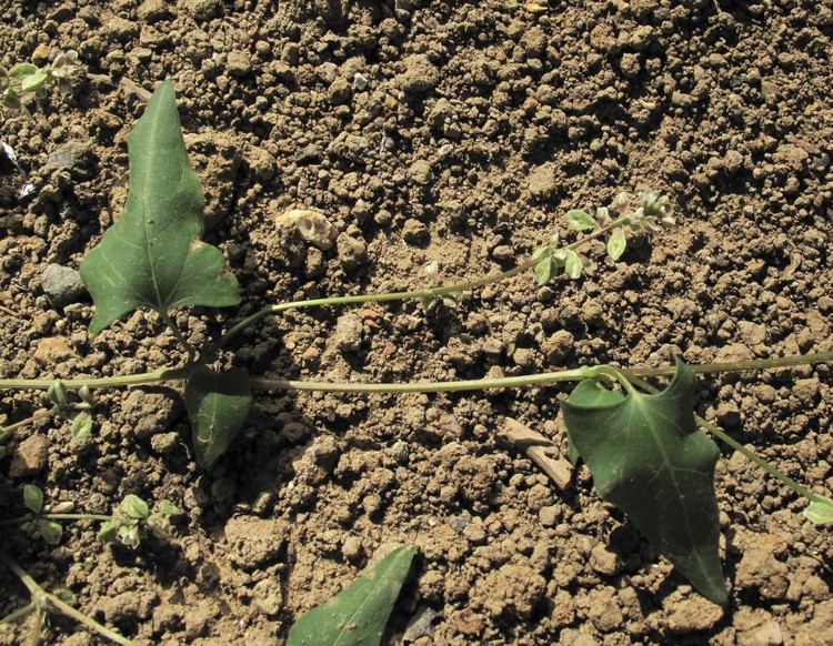 Fallopia convolvulus