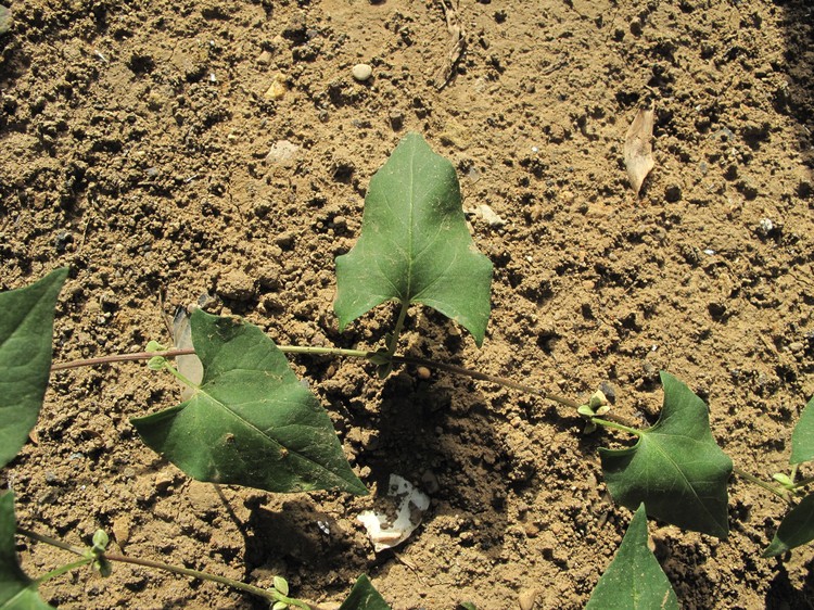 Fallopia convolvulus