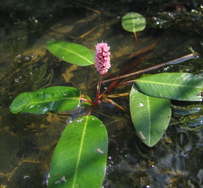Polygonum amphibium