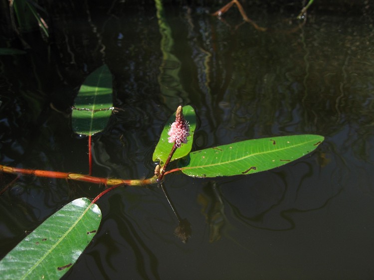 Polygonum amphibium