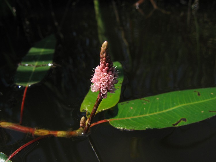 Polygonum amphibium