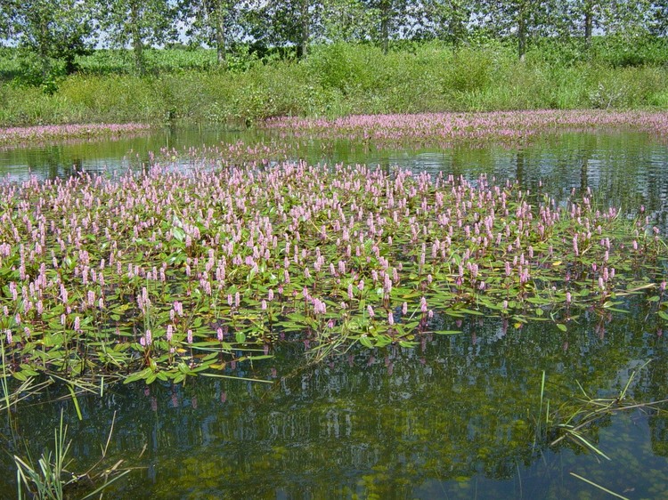Polygonum amphibium