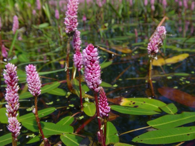 Polygonum amphibium