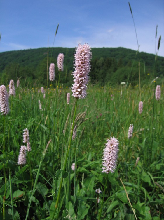 Polygonum bistorta