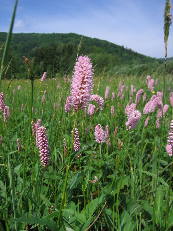 Polygonum bistorta