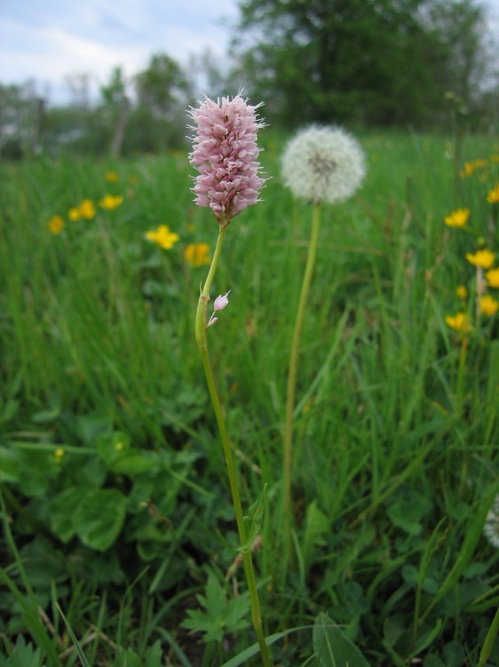 Polygonum bistorta