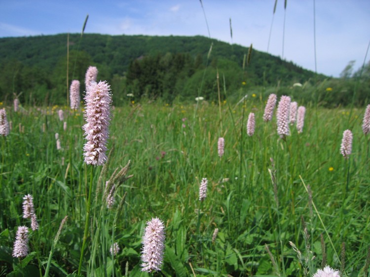 Polygonum bistorta