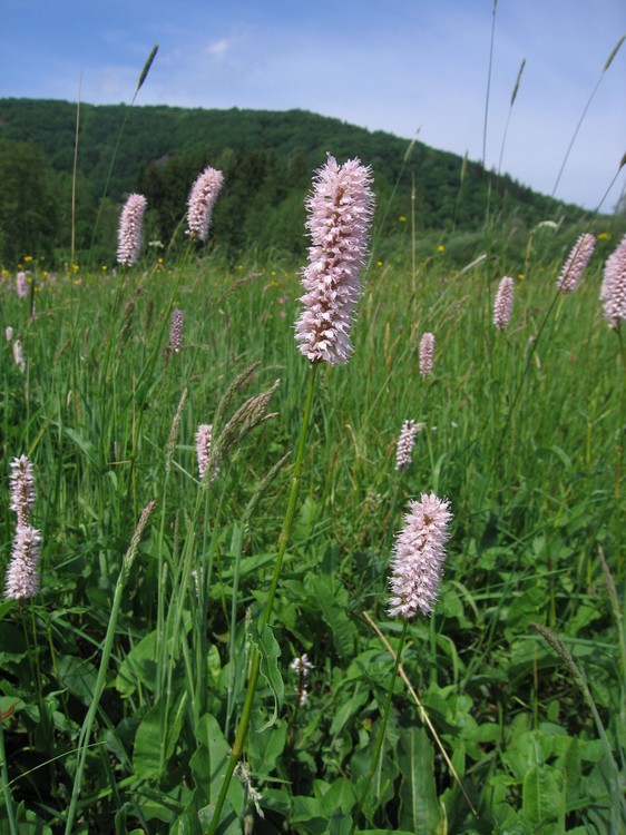 Polygonum bistorta