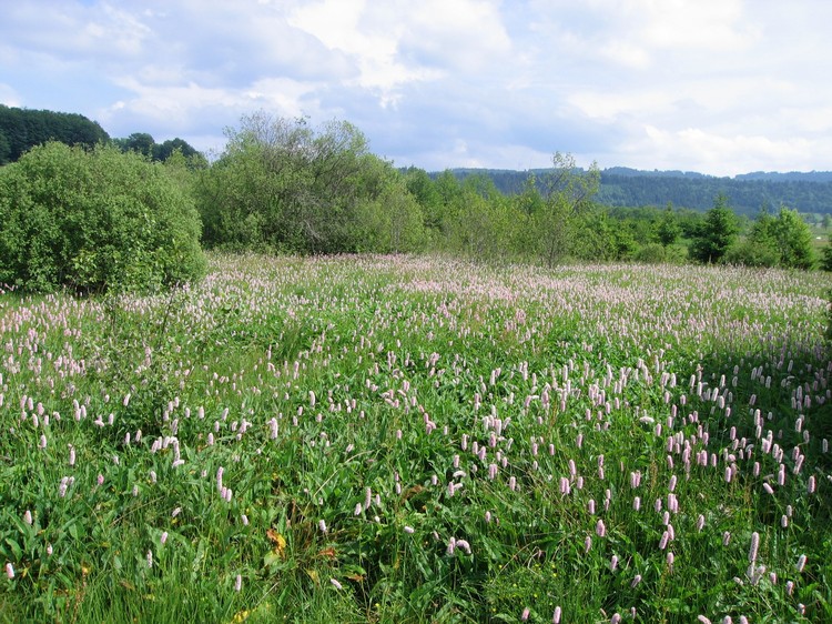 Polygonum bistorta