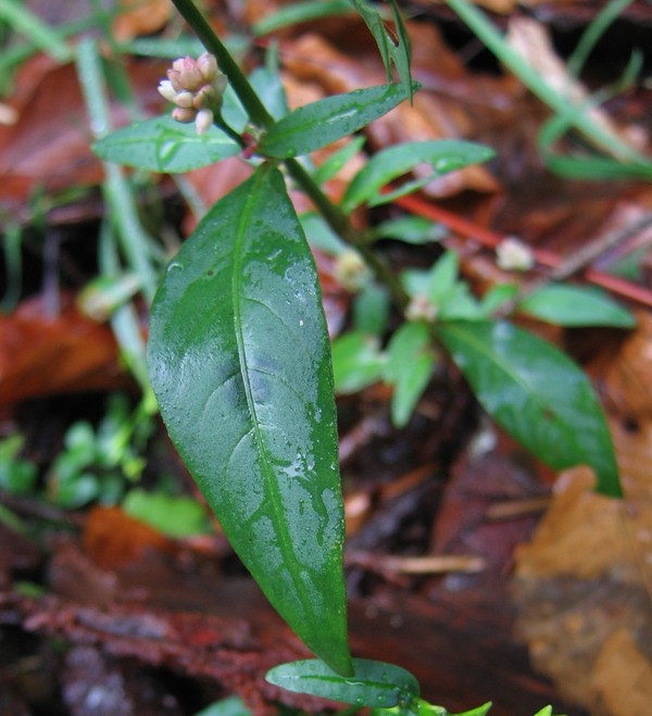 Polygonum persicaria