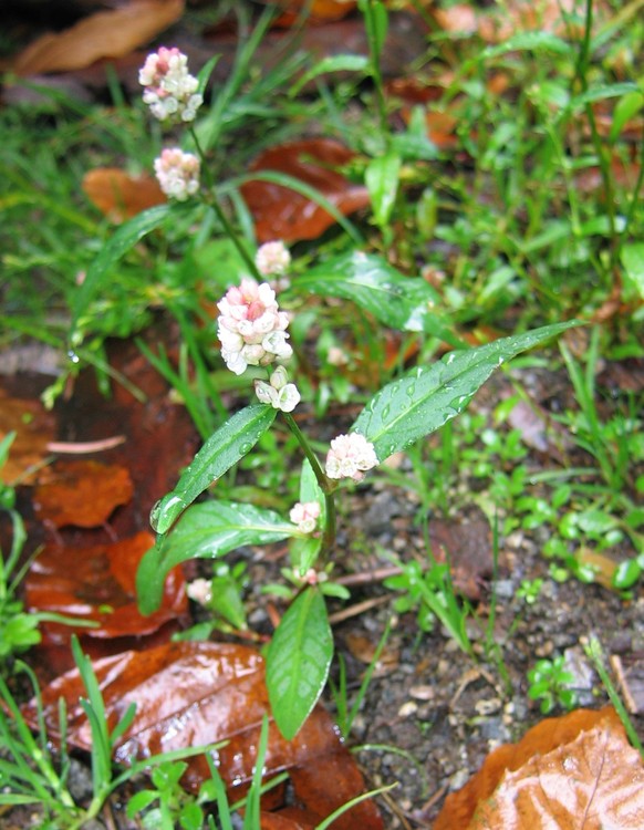 Polygonum persicaria
