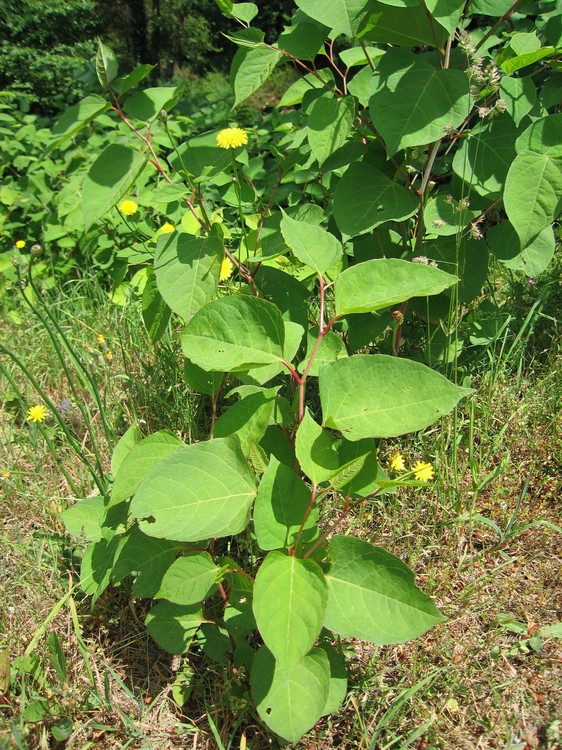 Reynoutria japonica