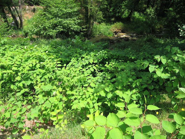 Reynoutria japonica