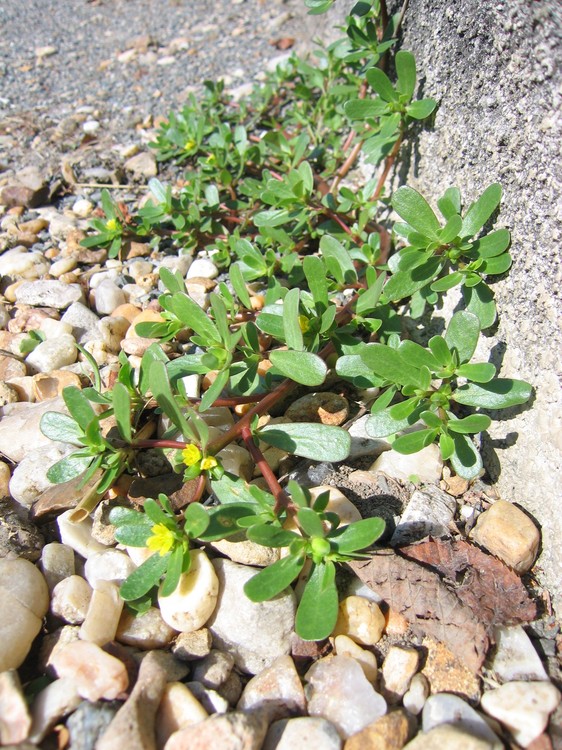 Portulaca oleracea