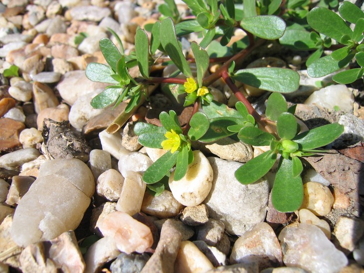 Portulaca oleracea