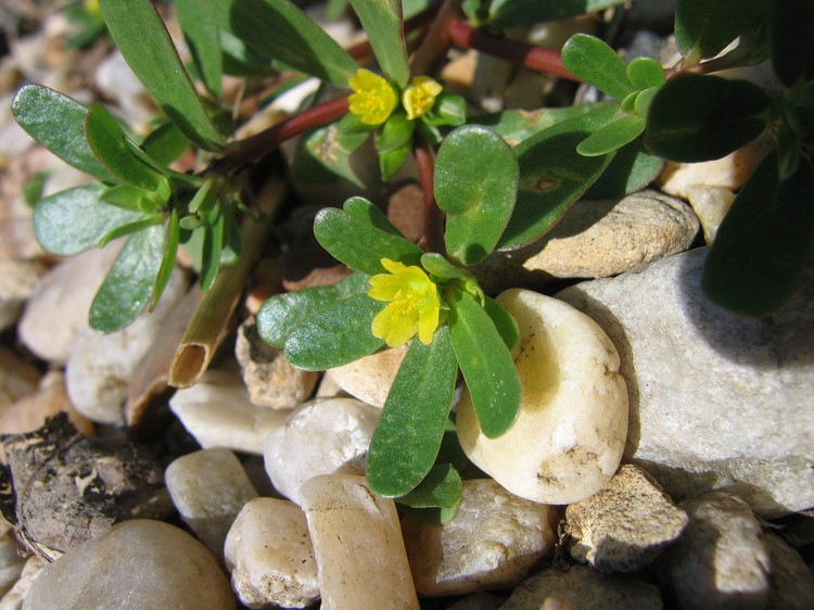 Portulaca oleracea