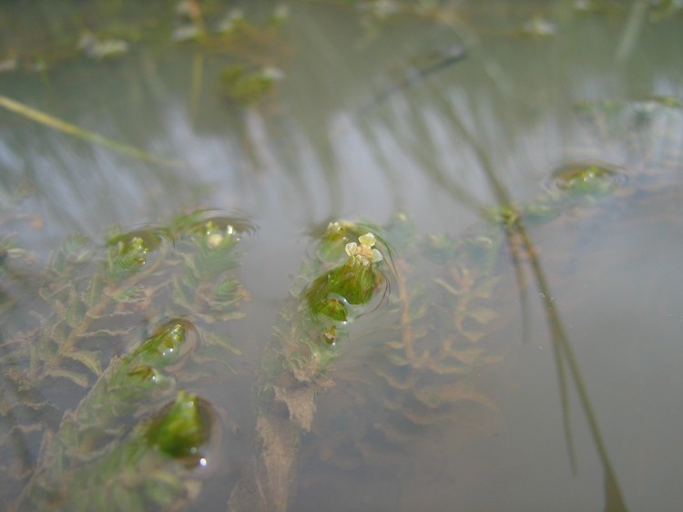 Groenlandia densa