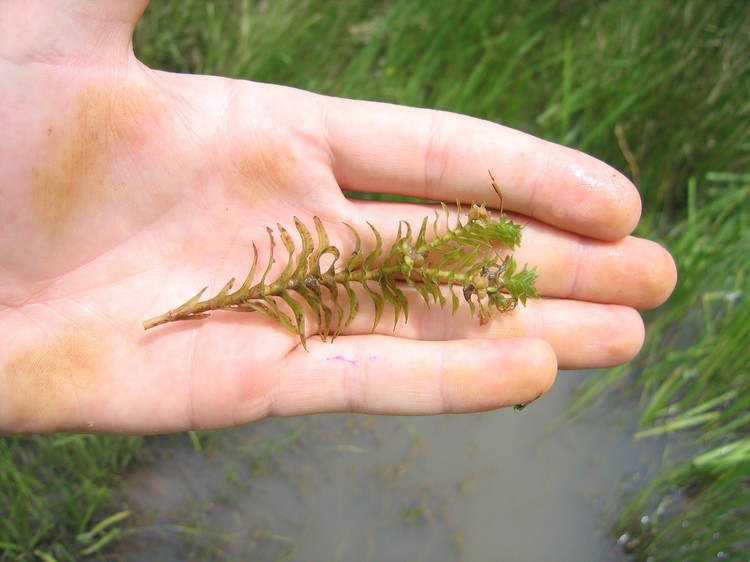 Groenlandia densa