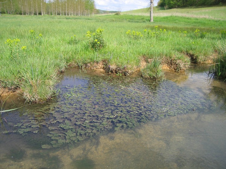 Groenlandia densa