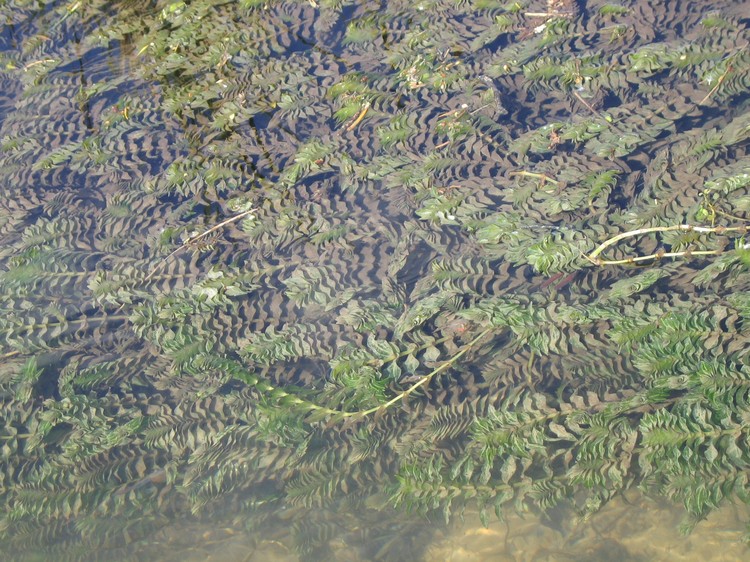Groenlandia densa