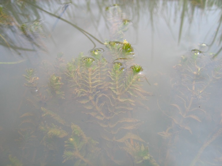 Groenlandia densa
