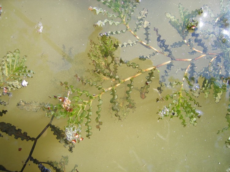 Potamogeton crispus