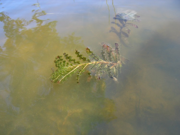 Potamogeton crispus
