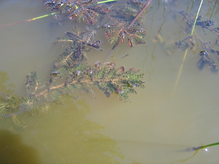 Potamogeton crispus