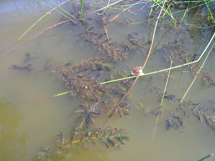 Potamogeton crispus