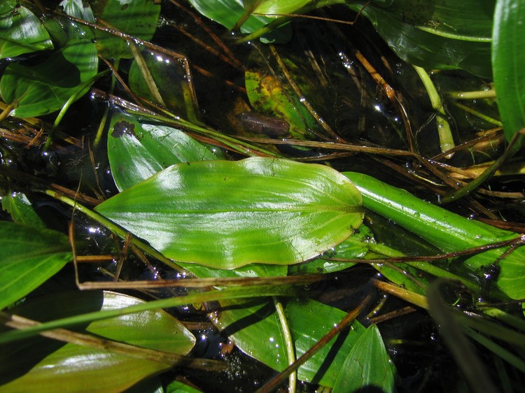 Potamogeton polygonifolius
