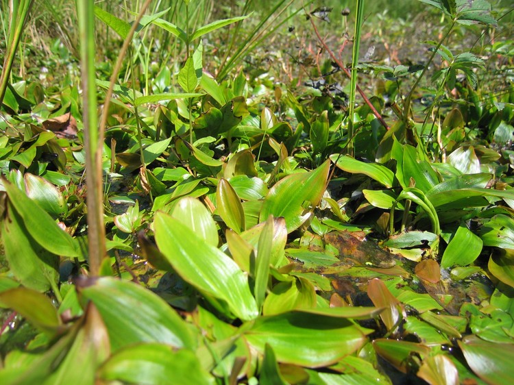 Potamogeton polygonifolius