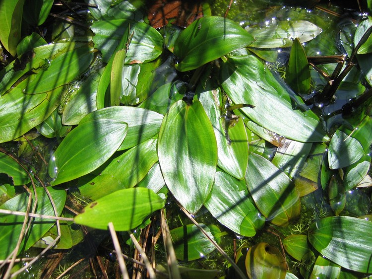 Potamogeton polygonifolius