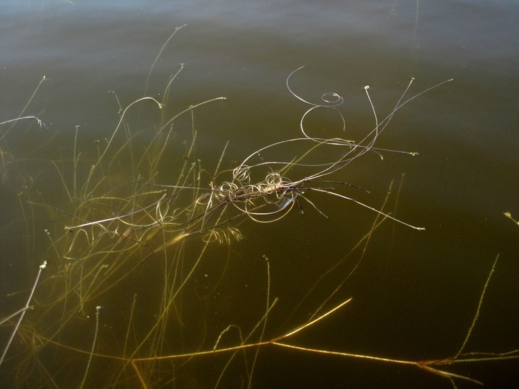 Ruppia cirrhosa
